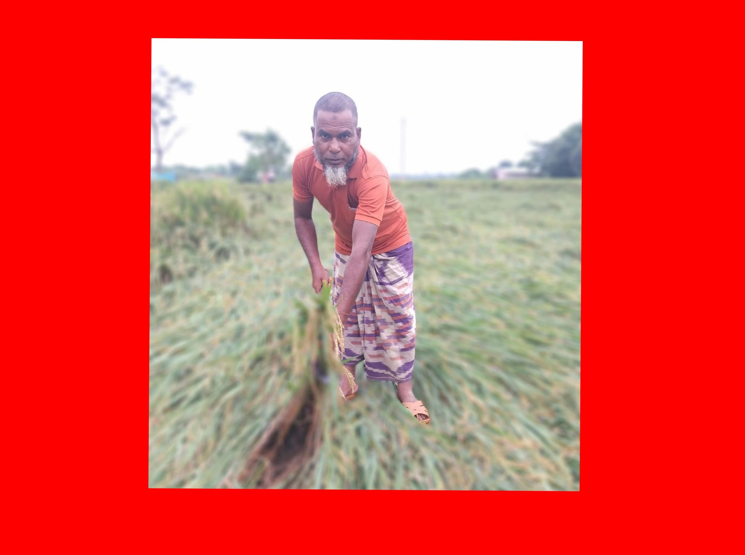 বৈরী আবহাওয়ায় পাকা আমন ধান ক্ষতিগ্রস্ত -বিপাকে নাচোলের কৃষকরা